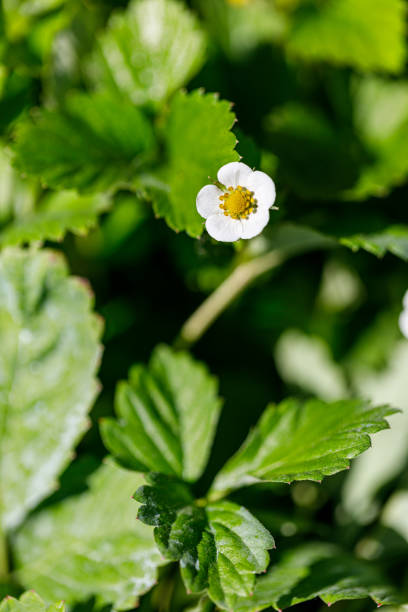 istock Beautiful flower close-up 1398860301