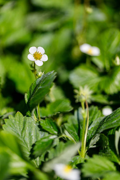 istock Beautiful flower close-up 1398860306