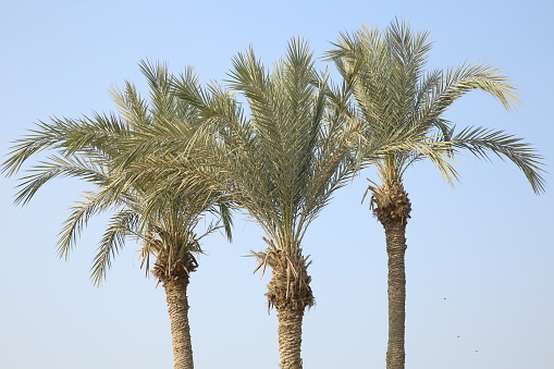 Palm trees in remote areas of Pakistan.