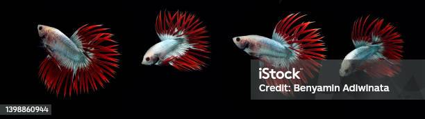Crown Tail Betta Fish On Black Background Stock Photo - Download Image Now - Aggression, Animal, Animals In Captivity