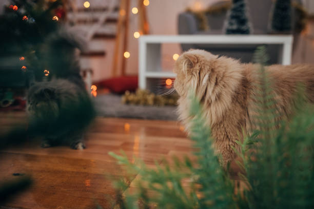 istock Persian cats in the Christmas interior 1398860980