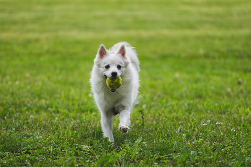 Playful happy smiling pet dog running with tennis ball in mouth on the meadow