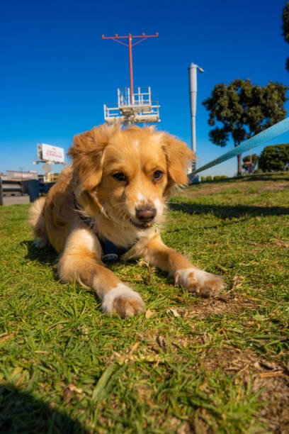 Dog Laying in the Grass