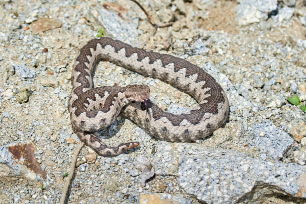 istock Nose-Horned Viper male 1398861402