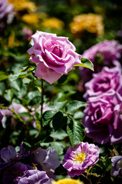 istock Beautiful flower close-up 1398861565
