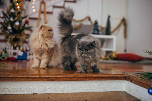 Persian cats in the Christmas interior