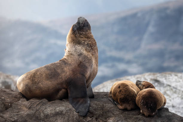 istock seal family 1398861583