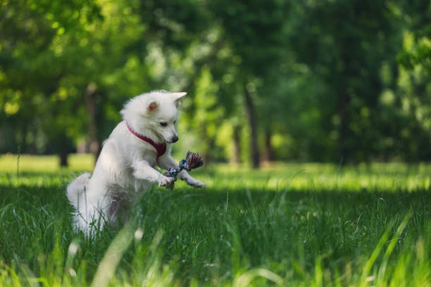Happy smiling dog playing with his toy in spring meadow