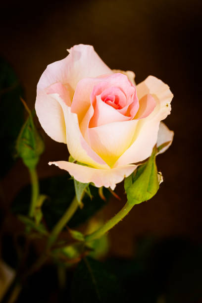 istock Beautiful flower close-up 1398861641