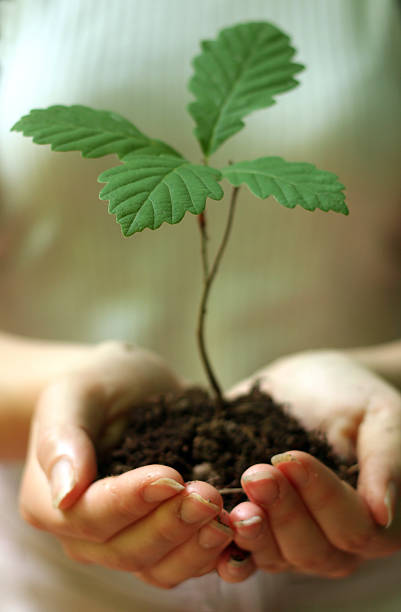 Person cupping their hands to hold a plant with dirt Planting Oak tree. noah young stock pictures, royalty-free photos & images