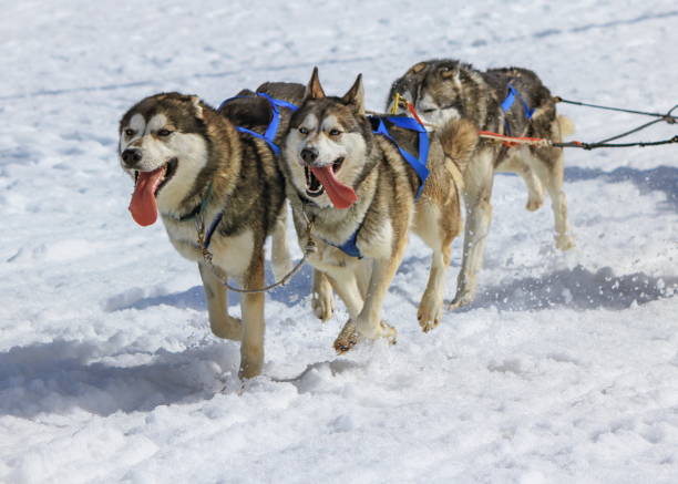 Three husky dogs at race in winter, Moss pass, Switzerland Front view of three husky dogs at race in winter, Moss pass, Switzerland buggy eyes stock pictures, royalty-free photos & images