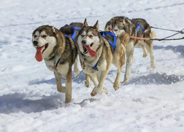 Front view of three husky dogs at race in winter, Moss pass, Switzerland