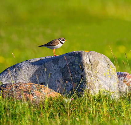 Semipalmated plover, charadrius semipalmatus, on a rock in Oland island, Sweden