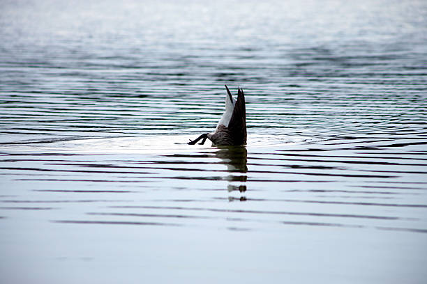 Pato-Mergulho - fotografia de stock