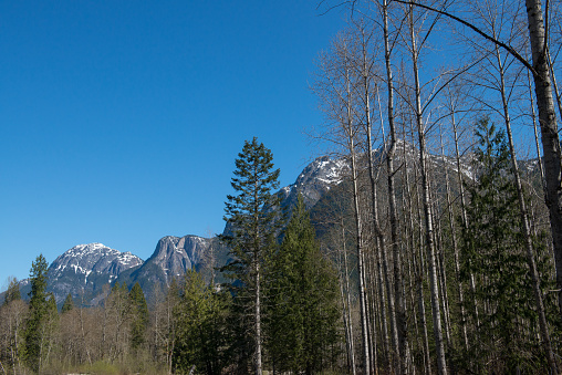 Trees and mountains against a bright blue sky in the Skagit Valley, British Columbia, Canada.