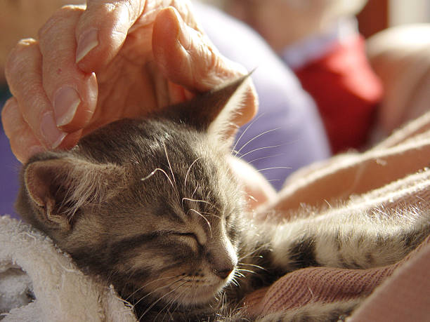 Kitten, loving touch stock photo