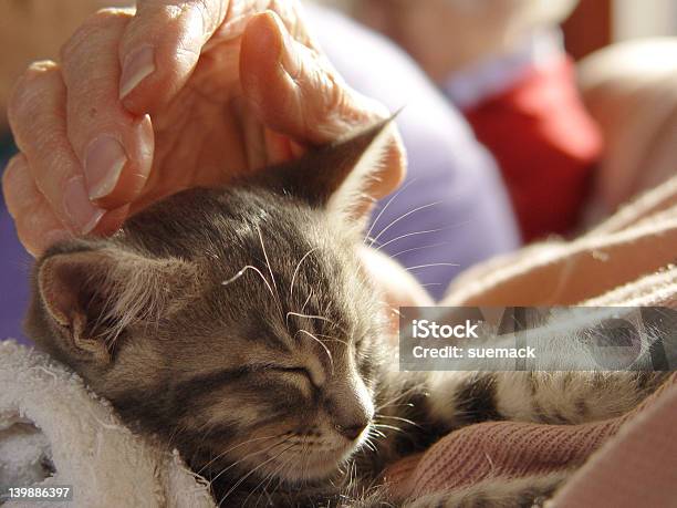 Kitten Loving Touch Stock Photo - Download Image Now - Alternative Therapy,  Domestic Cat, Animal - iStock