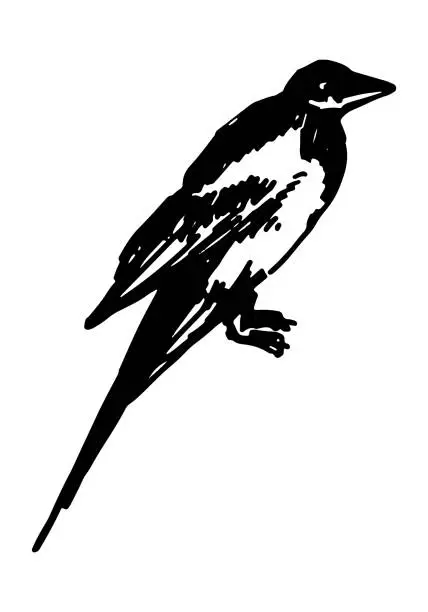 Vector illustration of Magpie bird clipart. Single doodle of wild animal isolated on white. Hand drawn vector illustration in engraving style.