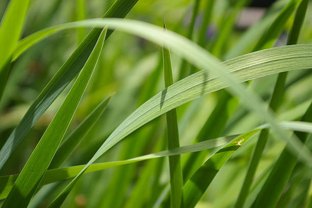 long green grass stock photo