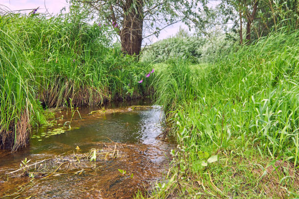 Stream with clear water flowing next to grass and trees. A small river away from the hustle and bustle of the city