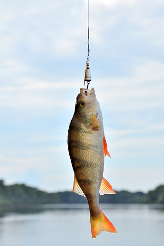 Perch fish caught on a spinner