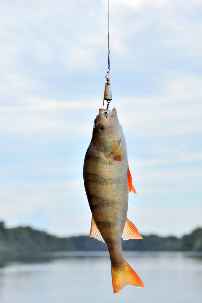 Perch fish caught on a spinner Perch fish caught on a spinner sheatfish stock pictures, royalty-free photos & images