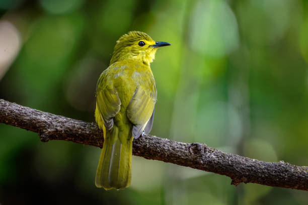 The yellow-browed bulbul (Acritillas indica) bird