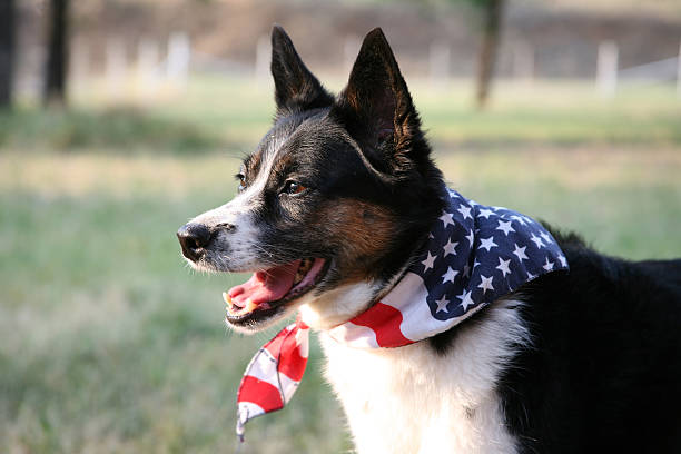 Orgulho-cão americano com a bandeira - foto de acervo