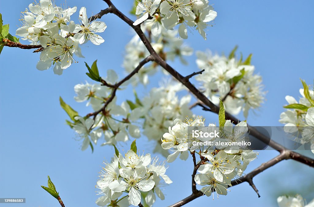 Blossomed grande-tree - Foto de stock de Albaricoque libre de derechos