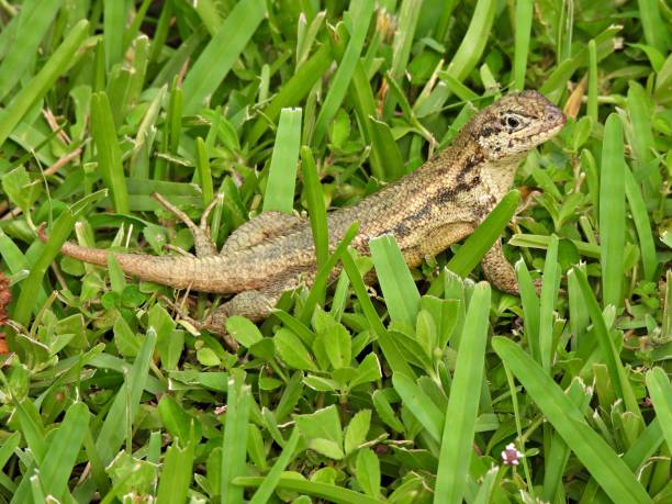 Curly-tailed Lizard (Leiocephalus carinatus) resting in the grass Curly-tailed Lizard - profile northern curly tailed lizard leiocephalus carinatus stock pictures, royalty-free photos & images
