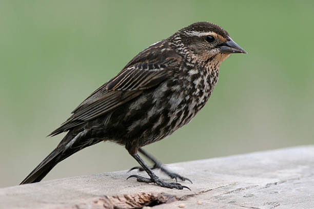 istock Female Red-Winged Blackbird 139886597