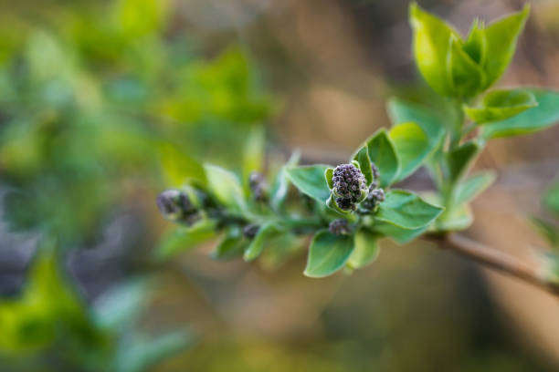 primavera, carta da parati naturale. giovani foglie lilla e gemme in primo piano. nuovo fogliame primaverile appare sui rami. un albero o un cespuglio che rilascia gemme. foresta stagionale, sfondo sfocato. - sky brightly lit branch bud foto e immagini stock