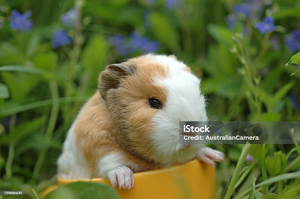 Cup of Guiny A young guinea pig sitting in a yellow cup Animal Stock Photo