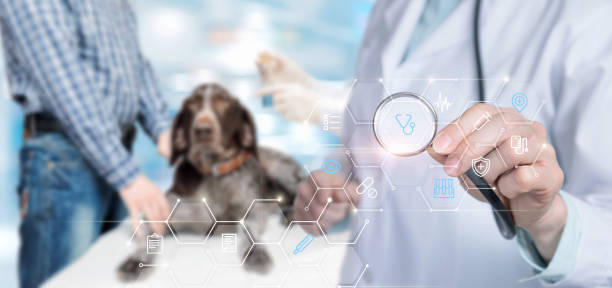 犬やペットの病気の診断と治療。 - pets dog office vet ストックフォトと画像