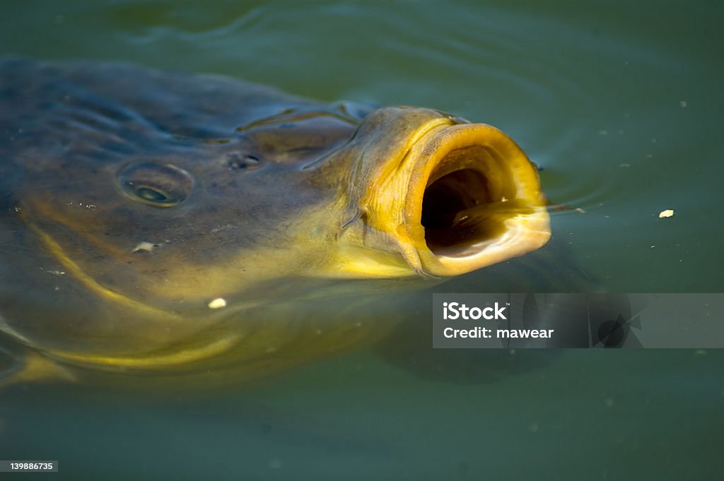 carp de comer - Foto de stock de Agua libre de derechos