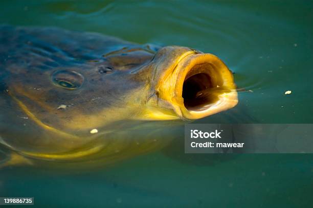 Carp De Comer Foto de stock y más banco de imágenes de Agua - Agua, Alimentar, Boca abierta