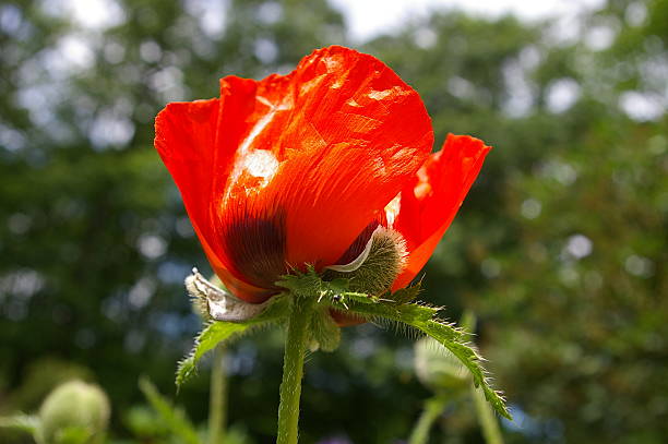 orange poppy stock photo