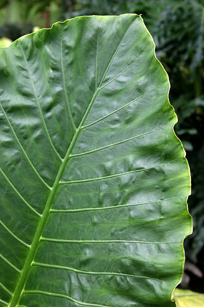 Cтоковое фото Alocasia лист