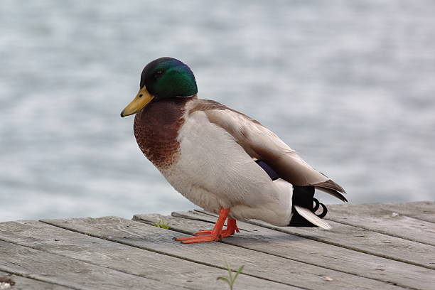 Pato série de descanso - foto de acervo