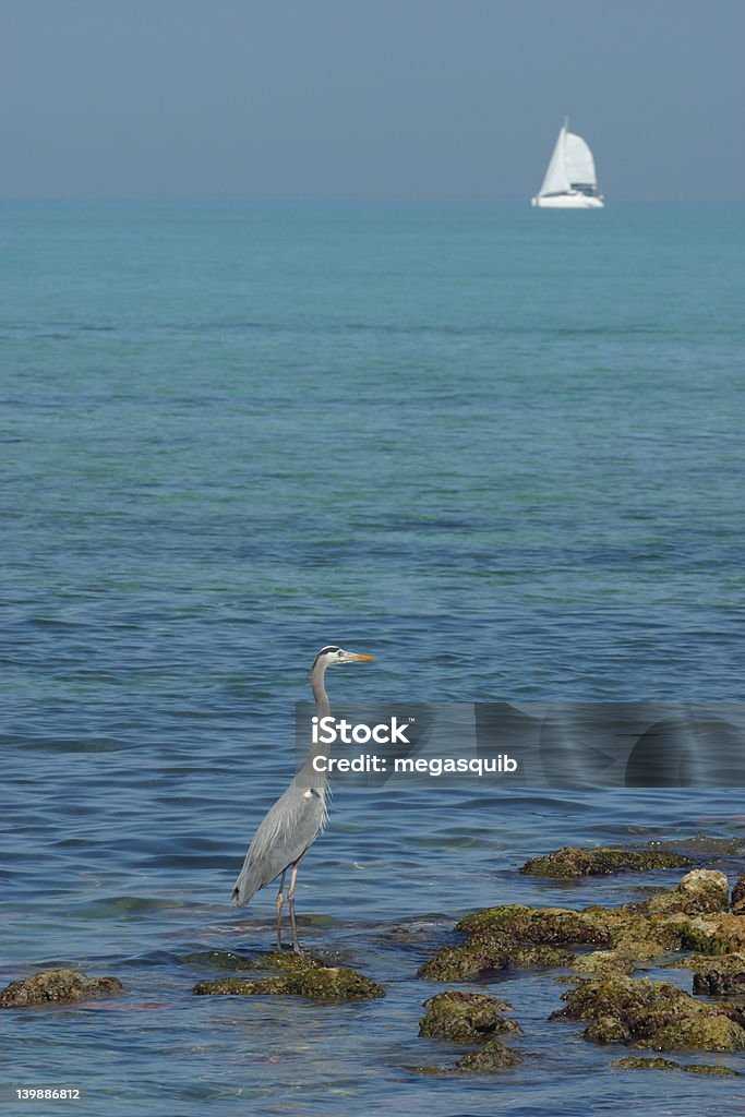 Heron Watching a Sailboat Great Blue Heron watching a sailboat on Biscayne Bay Awe Stock Photo