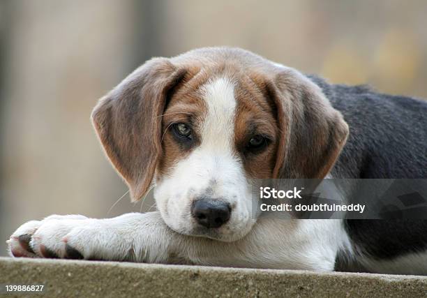 Situada Aqui Ver - Fotografias de stock e mais imagens de Amizade - Amizade, Animal, Animal Doméstico