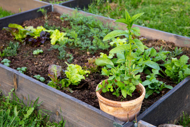 Planting and growing peppermint plant in flower pot to stop it from spreading too much on home garden. Raised garden bed with various lettuces and potted peppermint plant in summer. stock photo