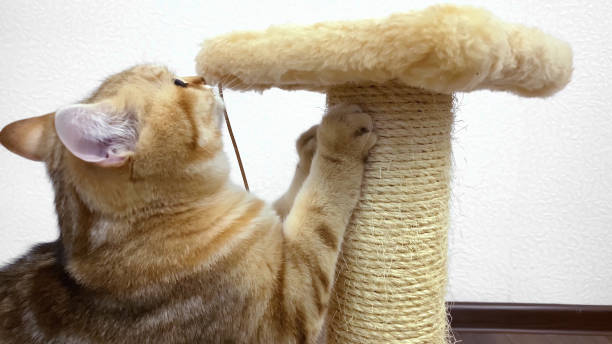 istock red ginger cat sharpening claws on scratching post. Golden chinchilla kitten 1398868697
