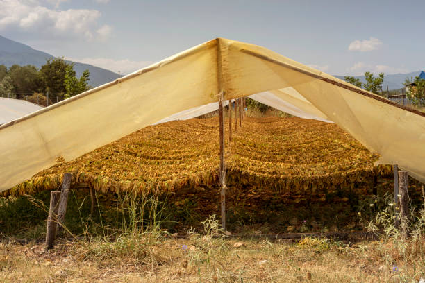 toldos para secagem de tabaco (nicotiana tabacum) nos sopés - rape flower - fotografias e filmes do acervo