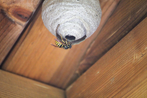 A wasp builds its annual nest