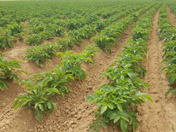 istock Field of potatoes. 1398868984