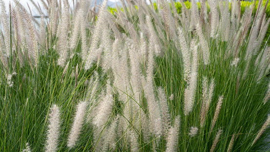 Purple fountain grass, an ornamental plant of Pennisetum Alopecuroides Hameln, Chinese fountain grass, in the outdoor during summer.