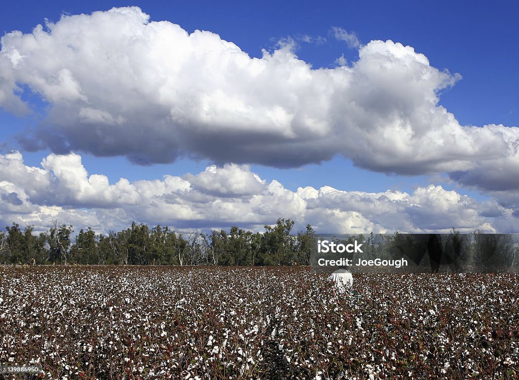 Pickin'de algodón - Foto de stock de Adulto libre de derechos