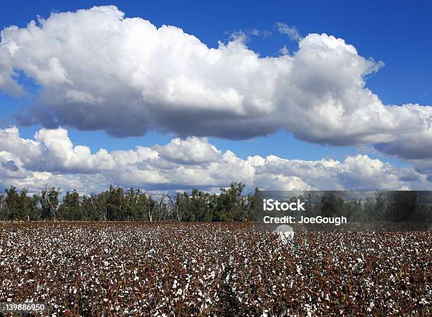 Pickinde Algodón Foto de stock y más banco de imágenes de Adulto - Adulto, Agricultura, Aire libre