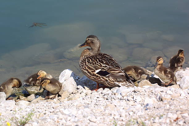 Pato Series-mãe - foto de acervo